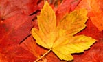 Autumn Breaks