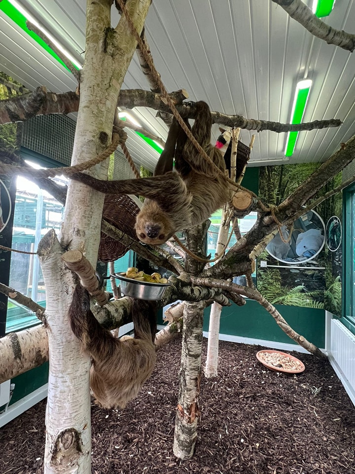 Sloth 
