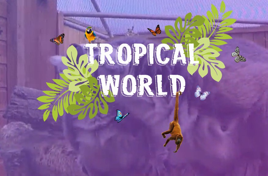 Tropical World Letterkenny 